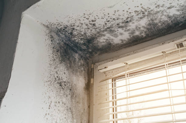 Affordable Basement Mold Removal solutions in Avon-by-the-Sea, NJ
